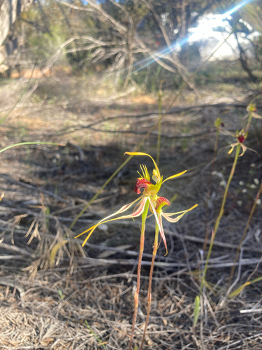 Koppio spider orchid