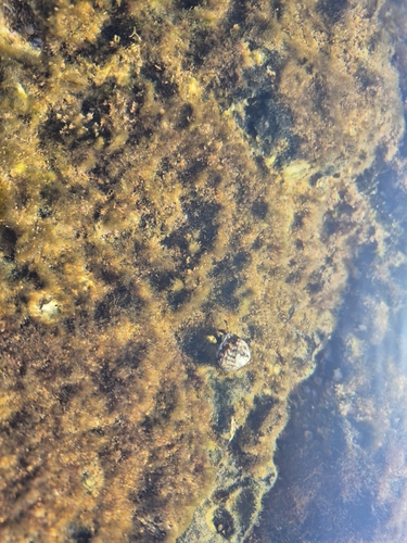 Saint Piran's Hermit Crab