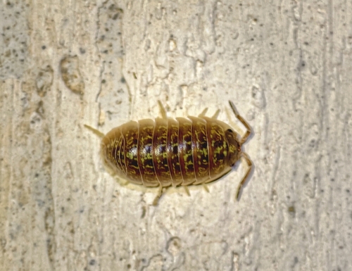 Versicolored Pill Woodlouse