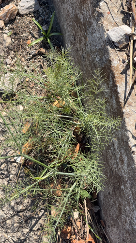 fennel