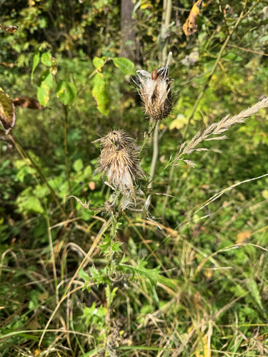 Bull Thistle