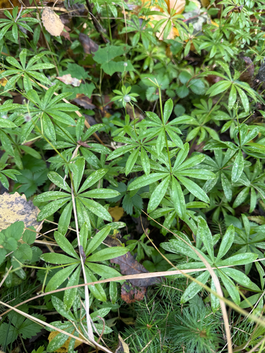 Sweet Woodruff