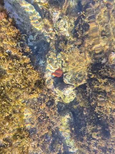 Strawberry Anemone
