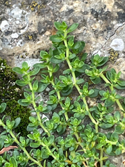 Herniaria glabra, photograph author not stated, no rights reserved