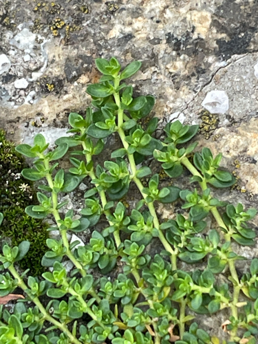 Herniaria glabra, photograph 2