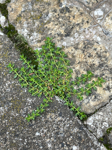 Smooth Rupturewort