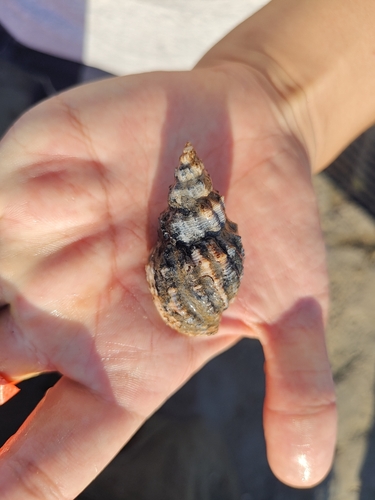 Cancellaria spengleriana observed 2026-09-22