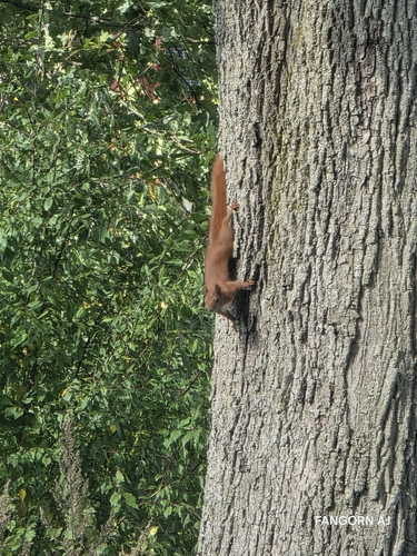 Eurasian Red Squirrel