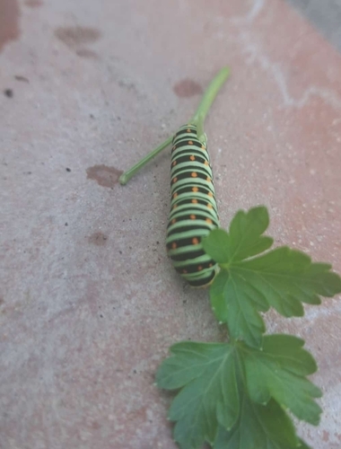 Old World Swallowtail