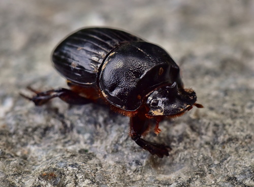 Copris lunaris