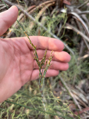 Loxocarya cinerea observed 2026-09-24