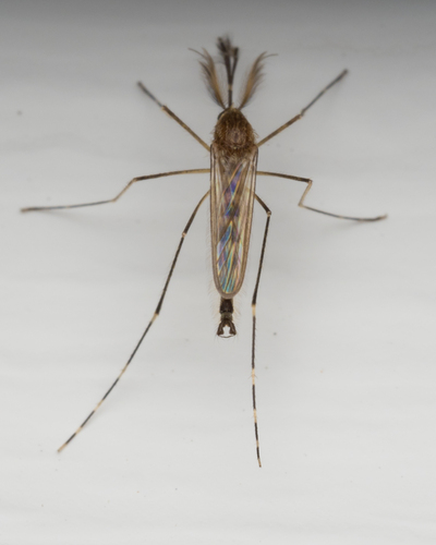 Woodland Pool Mosquito