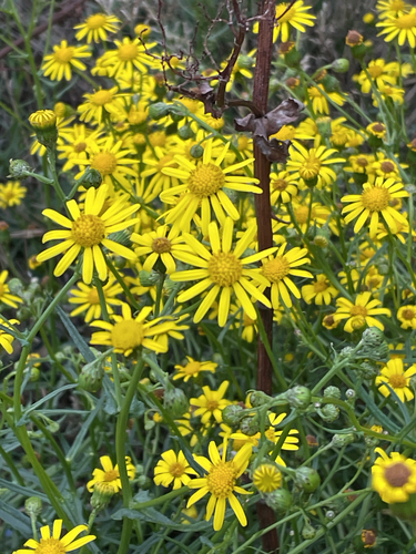 Narrow-leaved Ragwort