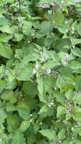 black nightshade