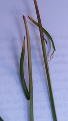 Carex deweyana