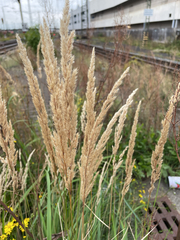 Calamagrostis epigejos