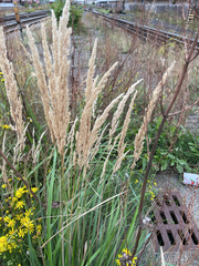 author not stated, no rights reserved Calamagrostis epigejos, photograph author not stated, no rights reserved