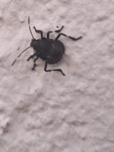 Brown Marmorated Stink Bug