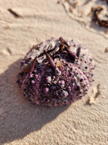 Western Pacific purple sea urchin