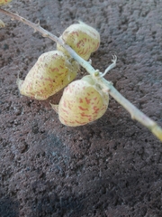 Astragalus lentiginosus