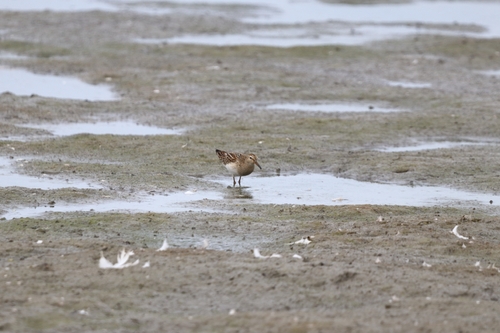Pectoral Sandpiper