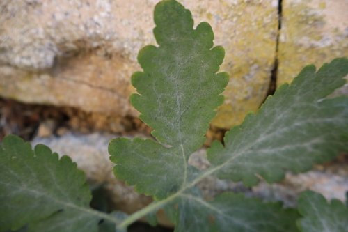 Greater celandine