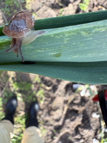 Garden Snail