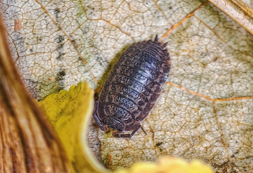 Rathke's Woodlouse