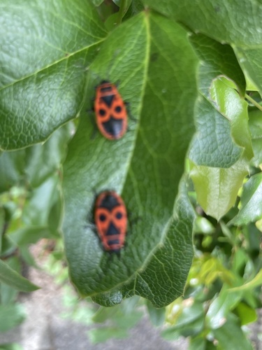 European Firebug