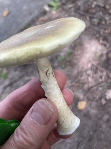 Deathcap