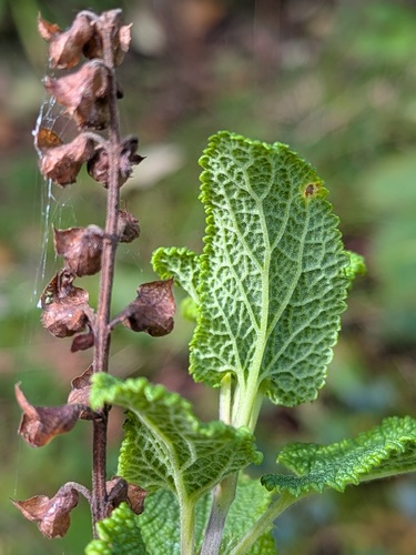 Puccinia annularis