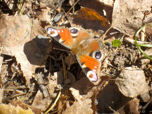 European Peacock Butterfly
