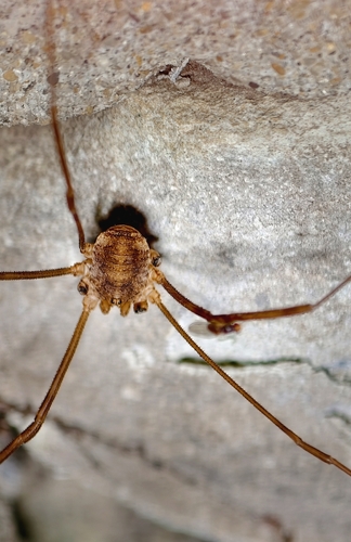 Opilio parietinus