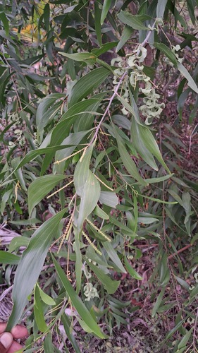 Earpod Wattle