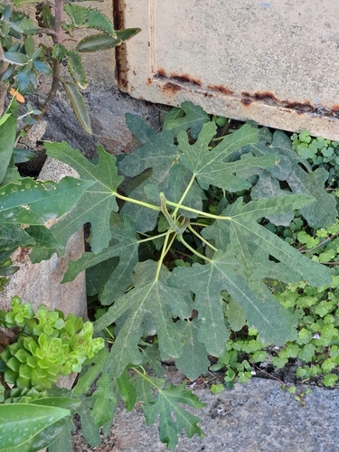 common fig