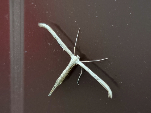 Morning-glory Plume Moth