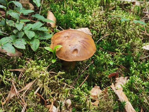 Bay Bolete