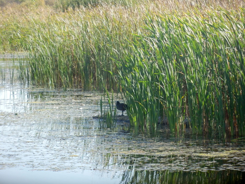 Eurasian Coot