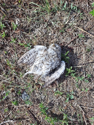 Little Owl