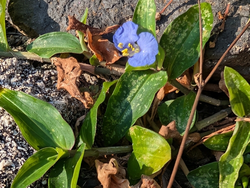 Commelina auriculata observed 2026-09-23