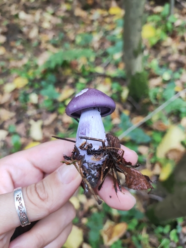 Blewit