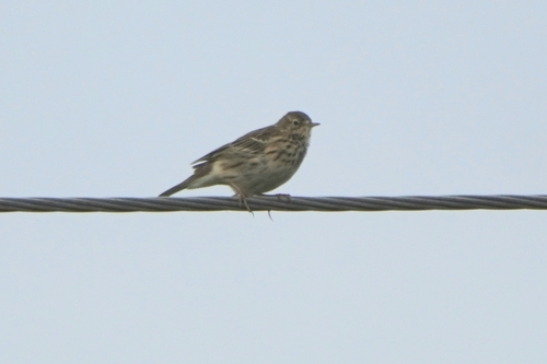 Meadow Pipit