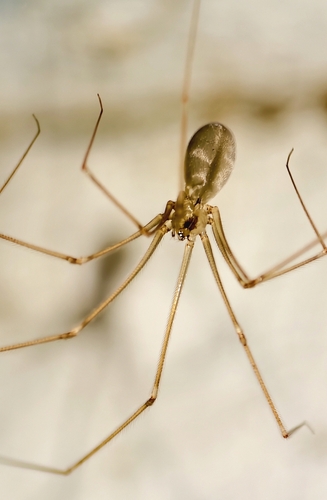 Pholcus ponticus