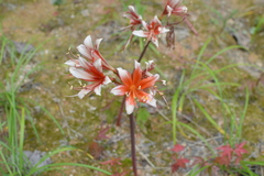 Lycoris sanguinea