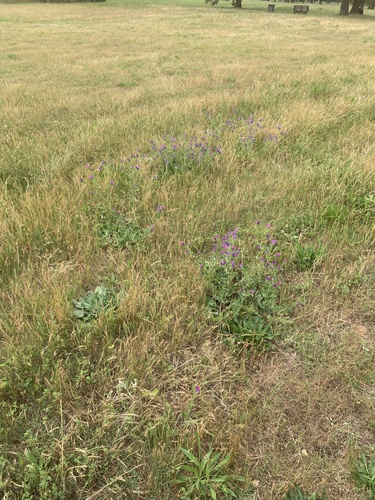 Echium plantagineum, photograph 6