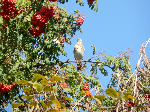 Fieldfare