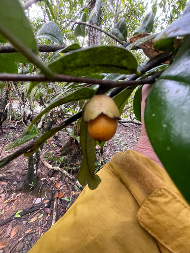Diospyros laurina, 2026-09-24