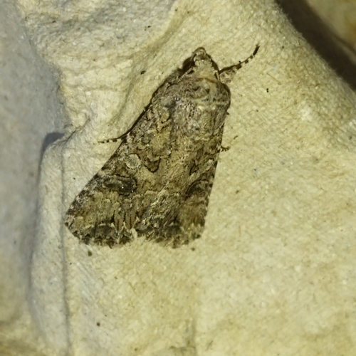 Nutmeg Moth