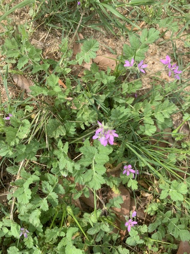 Erodium moschatum, photograph 6