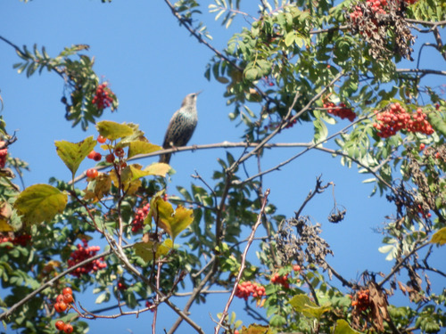 European Starling